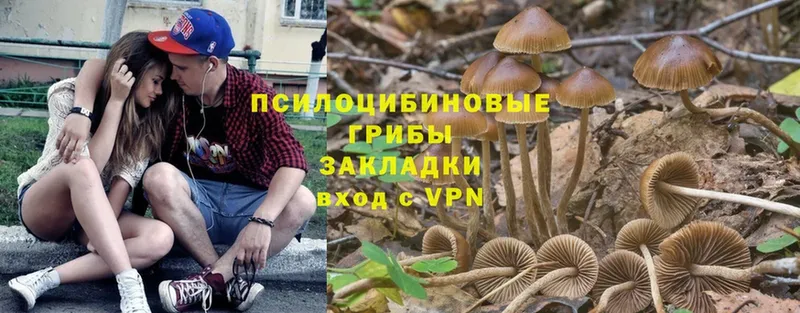 kraken вход  Новосиль  Псилоцибиновые грибы Psilocybine cubensis 